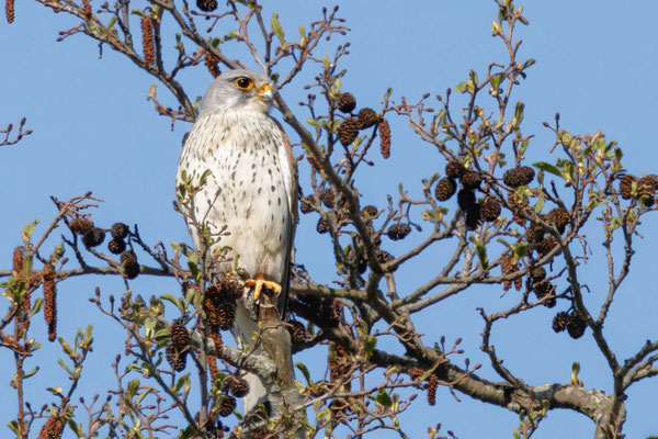 Turmfalke - Common Kestrel - #9709