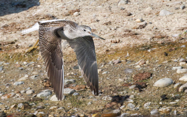 Grünschenkel - Greenshank - #9673