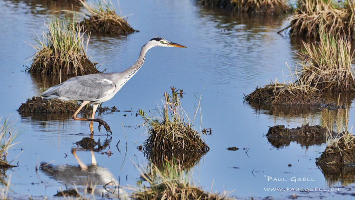 Graureiher - Grey Heron - #6307