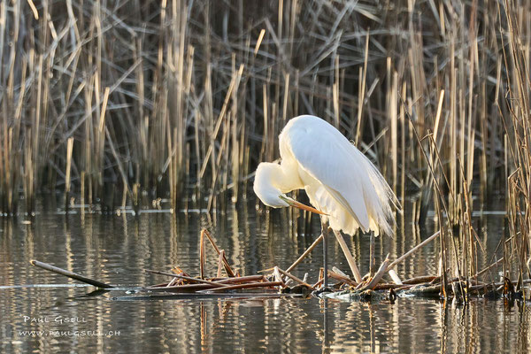 Silberreiher - Great White Egret - #3303