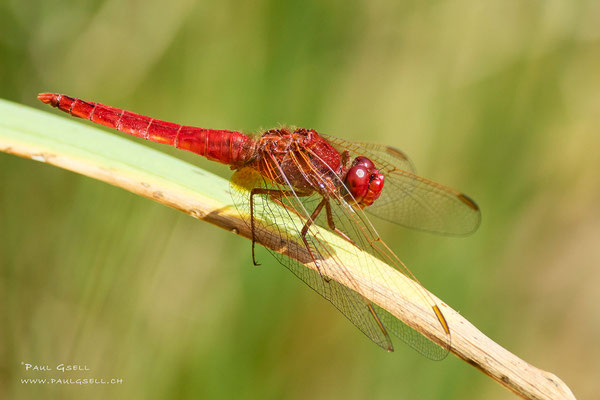 Feuerlibelle - Broad Scarlet - #2080