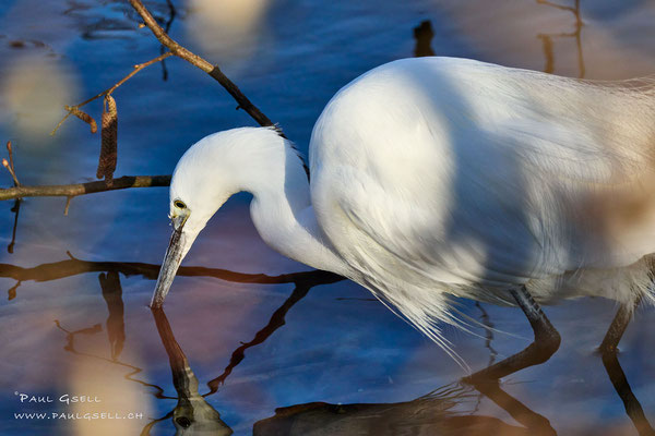 Seidenreiher - Little Egret  #2153