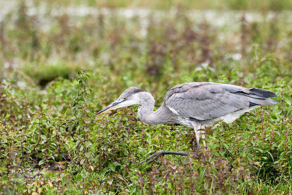 Graureiher - Grey Heron - #3873