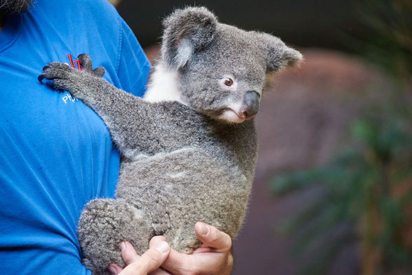 Koala Pippa im Zoo Zürich - #1909