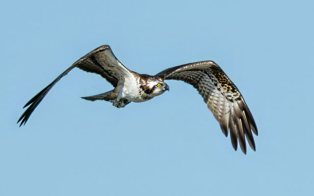 Fischadler - Osprey - #4511