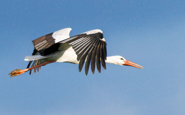 Weißstorch - White Stork - #7867