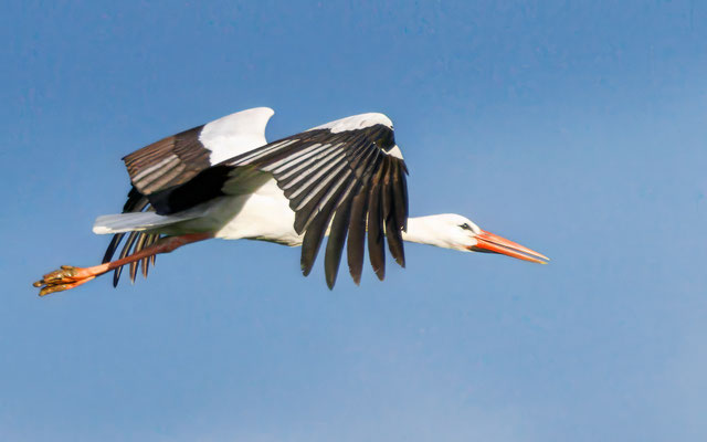 Weißstorch - White Stork - #7867