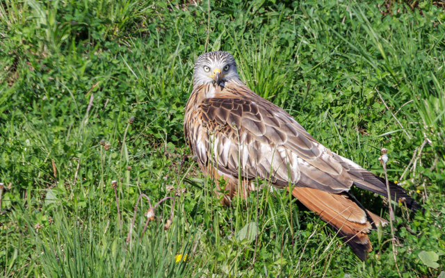 Rotmilan - Red Kite - #1509