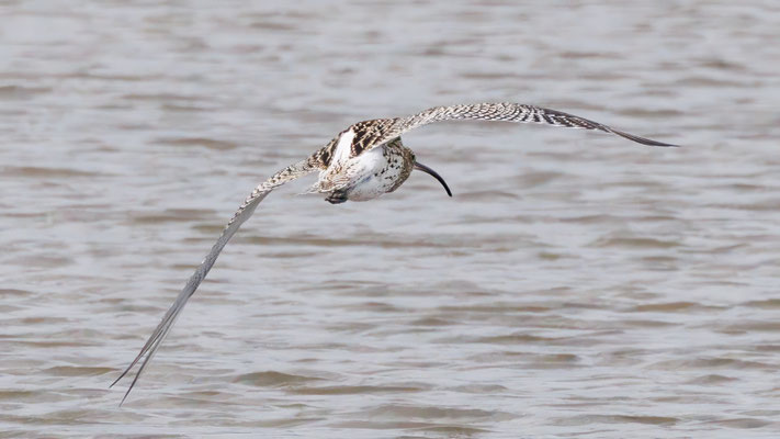 Großer Brachvogel - Curlew - #1680