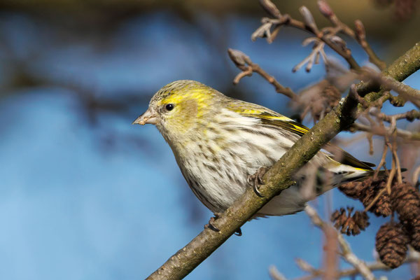 Erlenzeisig - Eurasian Siskin #4984