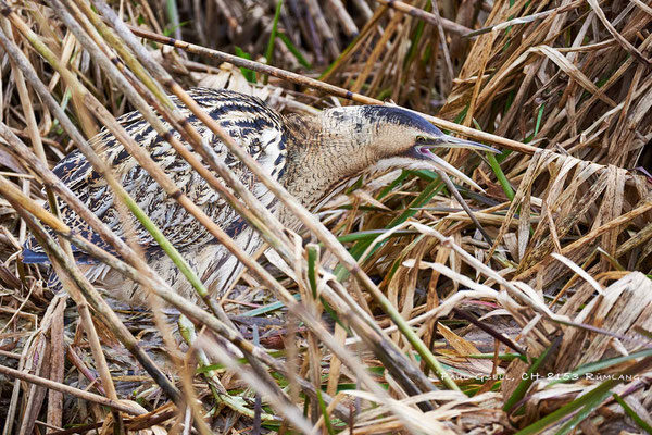 Rohrdommel - Great Bittern - Botaurus Stellaris - #5161
