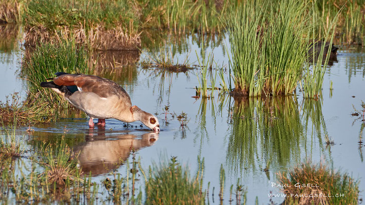 Nilgans - Egyptian Goose - #5959