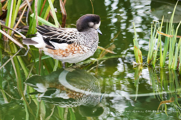 Chile-Pfeifente (Mareca Sibilatrix) - Zoo Zürich - #6319