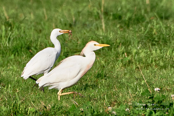 Kuhreier - Cattle Egret - #6445