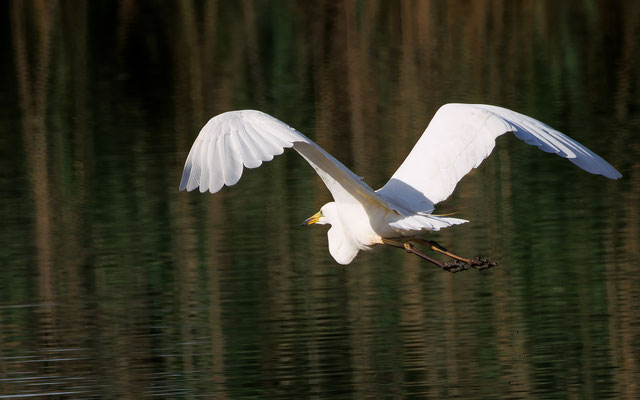 Silberreiher - Great White Egret - #1922