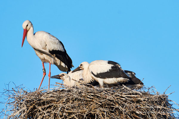 Storchenfamilie - Stork family - #8207