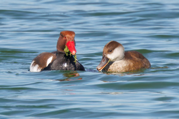 Kolbenenten - Red-crested Ducks - #5682
