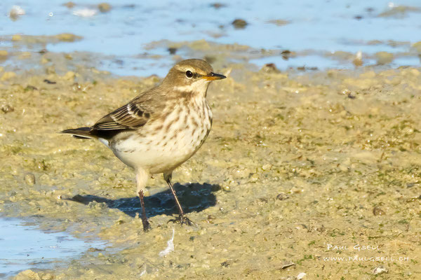 Bergpieper - Water Pipit - #7109