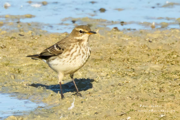Bergpieper - Water Pipit - #7109