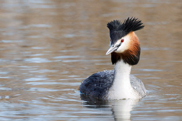 Haubentaucher - Great Crested Grebe - #8174