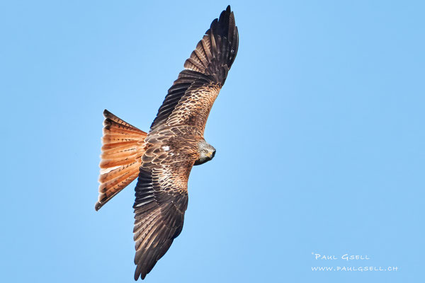 Rotmilan - Red Kite #5087