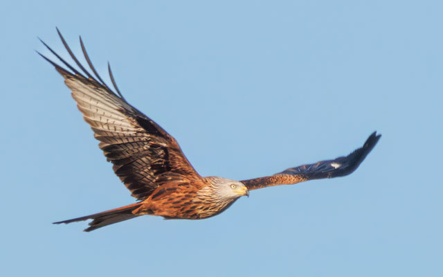 Rotmilan - Red Kite - #6577