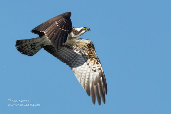 Fischadler - Osprey - #4559