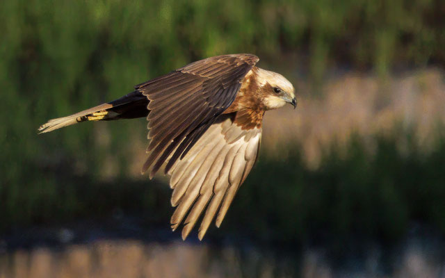Rohrweihe Weibchen - Marsh Harrier Female - #9050
