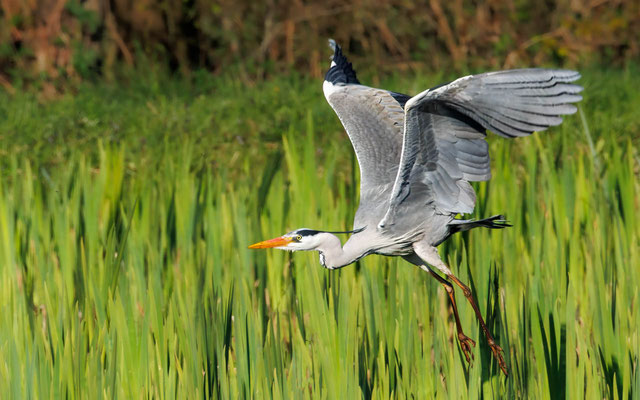 Graureiher - Grey Heron - #9927
