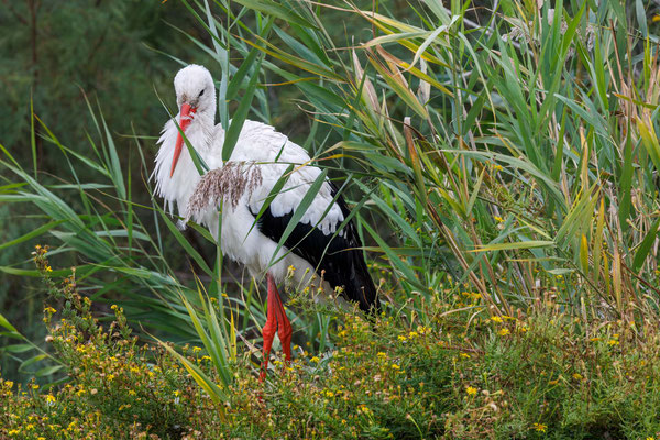 Weißstorch - White Stork - #3843