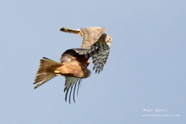 Kornweihe gegen Rotmilan - Northern Harrier / Red Kite - #5609