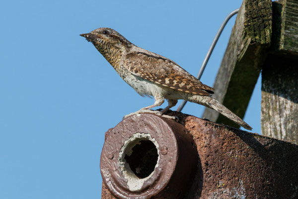 Wendehals - Wryneck - #8845