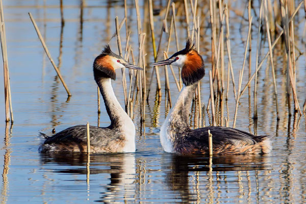 Haubentaucher beim Balzen - Great Crested Grebe - #9526