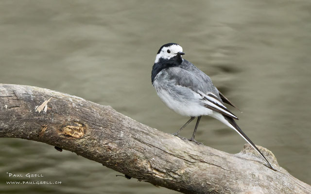 Bachstelze - White Wagtail - #0564