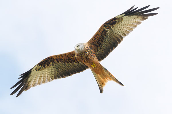 Rotmilan - Red Kite - #0220