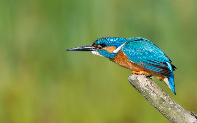 Eisvogel - Kingfisher - #2263