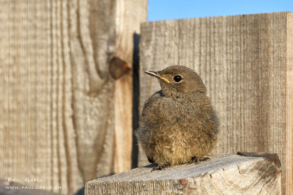 Hausrotschwanz - Black Redstart - #2894