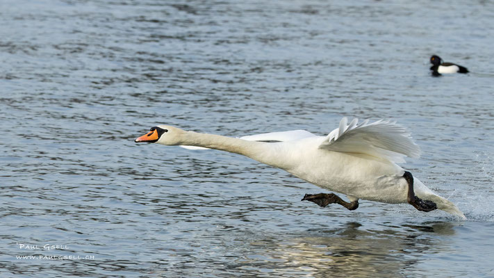 Höckerschwan - Mute Swan - #3898
