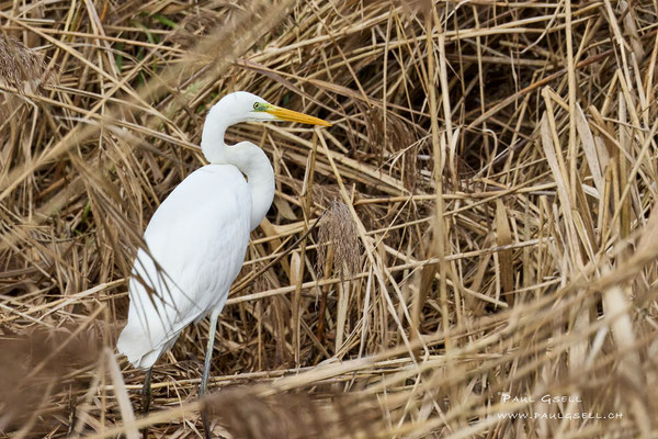 Silberreiher - Great White Egret - #2516