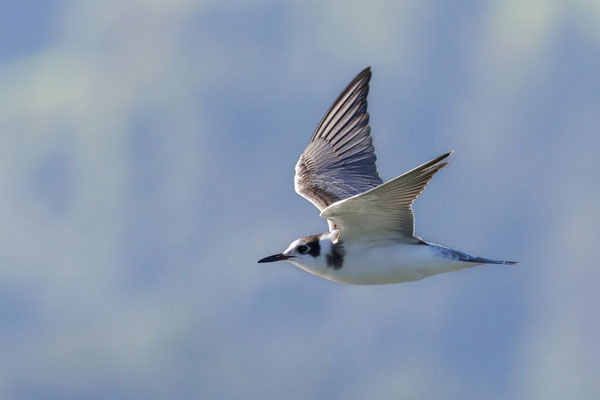 Trauerseeschwalbe - Black Tern - #4261