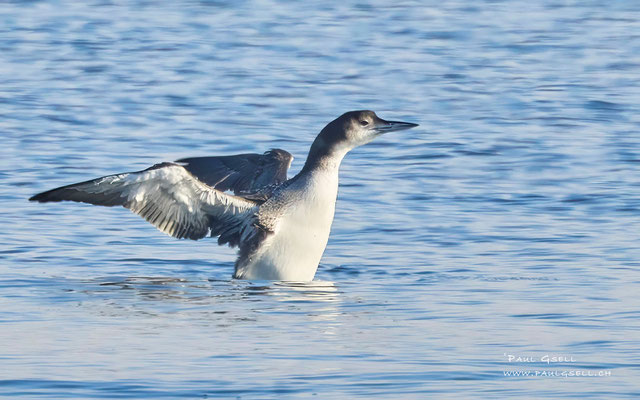 Eistaucher - Great Northern Loon - #9560