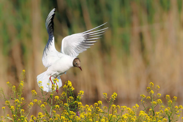 Lachmöwe - Black-headed Gull - #9470