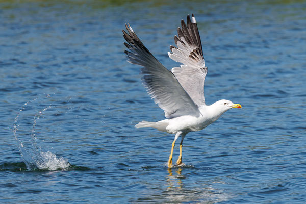Mittelmeermöwe - Yellow-legged Gull - #7787