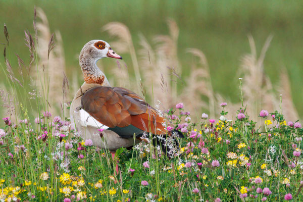 Nilgans - Egyptian Goose - #4519