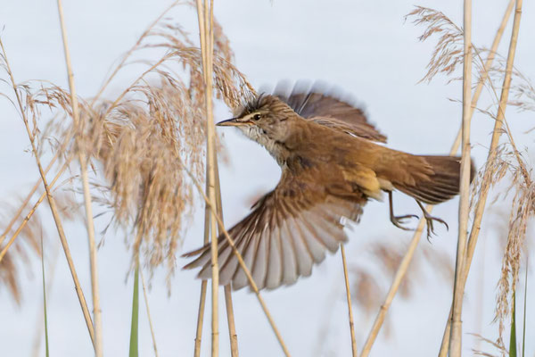 Drosselrohrsänger - Geat Reed Warbler - #5230