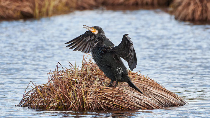 Kormoran - Great Cormorant - #2231