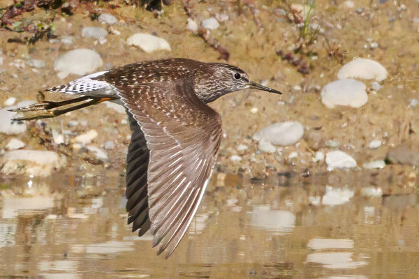 Bruchwasserläufer - Wood Sandpiper - #2661