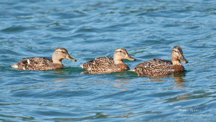 Stockenten Weibchen - Mallards Female - #1135