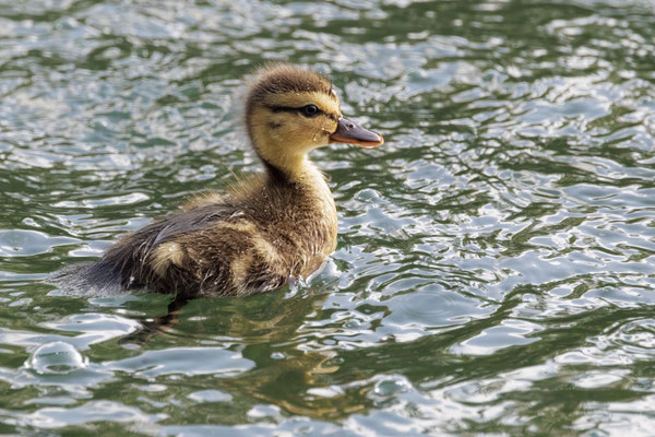 Stockentenküken - Mallard Duckling - #6899