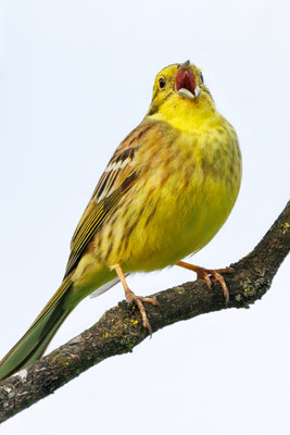 Goldammer - Yellowhammer - #4559